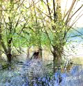 Bluebell Walk by Sue Howells - limited edition print 
